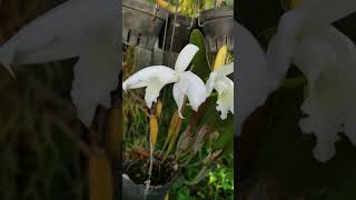 Laelia perrinii alba [upl. by Leunam]