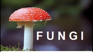 how to pronounce fungi in american english Pronounce fungi correctly in English [upl. by Ah]