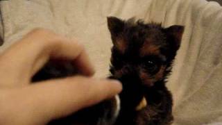 Izzy 8 weeks old YorkieMaltese mix puppy [upl. by Pittman]