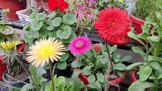 How to Care for Gerbera plant2 magical fertilizerHow to propagate [upl. by Matti599]