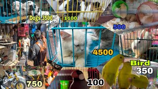 Cheapest Pet market in mumbai 2024 crofwood Market Street [upl. by Stander271]