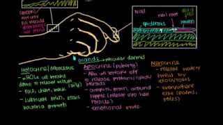 Skin Sweat gland [upl. by Gaal]