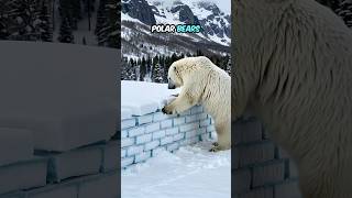 Polar Bear 🐻‍❄️ Fact 5 polarbear arctic nature [upl. by Ariak]