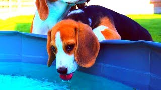 BEAGLES MAKE FRIENDS WITH EVERYONE CUTE BEAGLE PUPPY LOUIE [upl. by Evvie277]