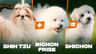 Shichon Dog Breed 10 Amazing Facts You Must Know [upl. by Akenahc930]