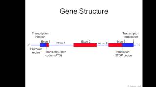 Gene Structure [upl. by Baiss757]