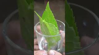 Tips for growing hydrangeas with leaves how to grow hydrangeas in water garden hydrangea [upl. by Renferd]