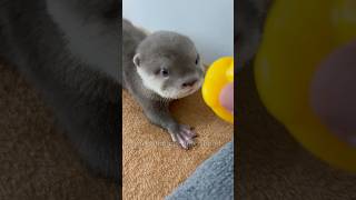 When baby otter meets a duck toy🦦🐥😂 yoonathetigerdachshund dog puppy shorts [upl. by Ybocaj689]