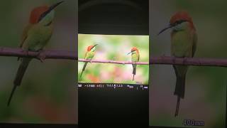 Canon R7 subject and eye tracking birdphotosgraphy canonr7 birds eyetracking subject wildlife [upl. by Euton]