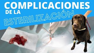 ¿COMPLICACIONES DE LA ESTERILIZACIÓN EN PERRAS 👩‍⚕️ Veterinario Online [upl. by Eelnayr816]