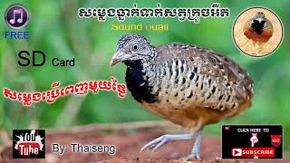 Cambodia Trap Sound Bird Quail168  Free Download សម្លេងធ្នាក់ទាក់សត្វក្រួចអឺត [upl. by Llatsyrk]