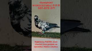 KIELCE  transport ‼️‼️Gołębie tygrysy na sprzedaż‼️ ☎️531672271☎️ gołębie pigeon [upl. by Osnofedli]