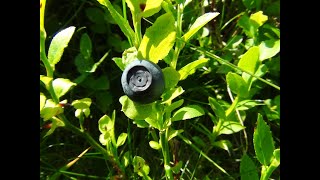 Identifying Bilberries Blaeberry Whortleberry Whinberry Windberry Vaccinium myrtillus [upl. by Almeda898]