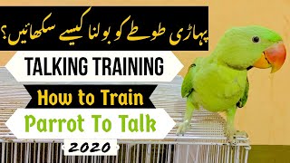 How to Train Alexandrine Parrot to TalkTraining TutorialTeaching Parrot to TalkTips amp InfoBy RDA [upl. by Pawsner]