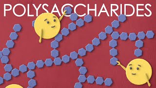 Polysaccharides the large carbohydrates you want to meet [upl. by Ahsiken]