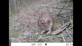 Early September 2024 Rabbit Opossum Brown Thrasher [upl. by Valley205]