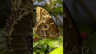 Common Morpho Butterfly butterfly butterflies insects washingtondc naturalhistorymuseum [upl. by Lellih]