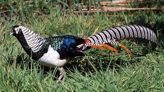 Chrysolophus amherstiae  Lady Amhersts pheasant [upl. by Aidas]