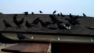 How Im Befriending Wild Crows  A JAW DROPPING Visit [upl. by Nallek920]