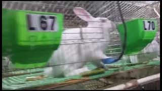 Modern Rabbit Farming in UgandaMasaka [upl. by Aleik]