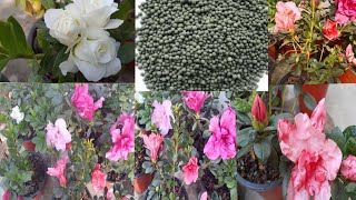 All about Azelia plant care Azalea grow  Care Fertilizersoil mixAzalea ko सम्पूर्ण जानकारी ।। [upl. by Elazaro]