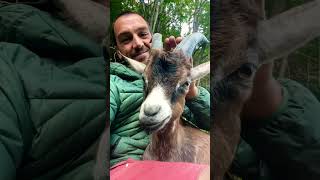 Un Amore tanto grande Fiocco il capretto speciale iduevagamondi goat relaxing [upl. by Jenne]