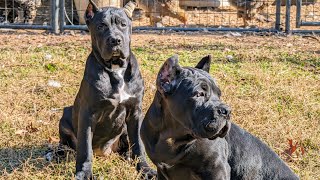 Cane Corso farm training [upl. by Neela218]