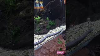 Aquatic Caecilian si perenang ulung aquarium snake binatang animals shortvideo fyp [upl. by Turley19]