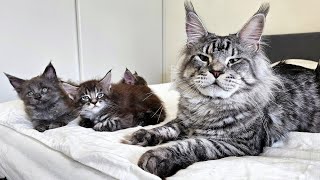 Dad Cat Meets His Kittens For the First Time [upl. by Floyd]