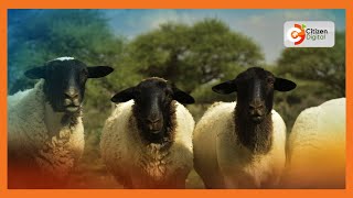 Kenyas Gold  Rearing Dorper Sheep  Gold Feature [upl. by Iene]