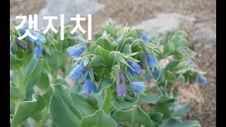 갯지치a sea lungwort [upl. by Callie]