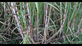 Understanding Carbon Sequestration in Sugarcane Plantsoil System Influence [upl. by Adnoral831]