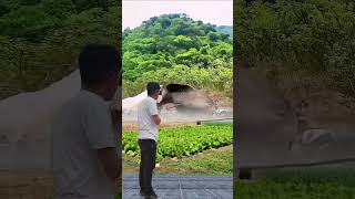 What a funny short video nature trending funny floodshorts [upl. by Redlac405]