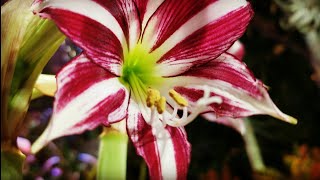 quotFRAGRANTquot Amaryllis Update Amaryllis Santiago Worth The Hype Amaryllis Care [upl. by Kafka]