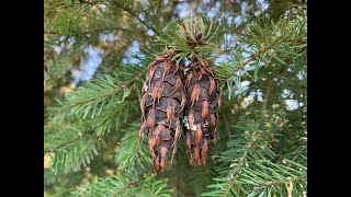 Pseudotsuga menziesii var menziesii and P macrocarpa Douglasfir and bigcone spruce [upl. by Izaak684]