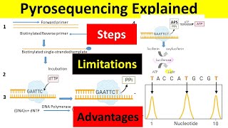 Pyrosequencing Principle Steps Advantages amp Limitations  Pyrosequencing Method of DNA Sequencing [upl. by Rafat]