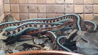 Новое жильё для калифорнийских подвязочных ужей Thamnophis sirtalis infernalis [upl. by Swart111]