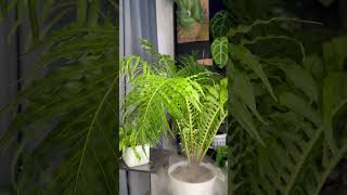 Exciting news 😄 barrina growlights barrinat10 teraseriest10 plants houseplantlovers monstera [upl. by Eeznyl]