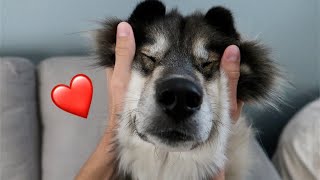 My Huskies Favorite Ways To Be Loved [upl. by Gere]