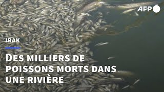 Irak des milliers de poissons morts échoués sur les bords dune rivière  AFP [upl. by Ahsyekat]