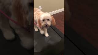 Training Cooper to walk on treadmill for rainy days 🐕❤️🌧️ dog dogslife dogowner [upl. by Asiuqram]