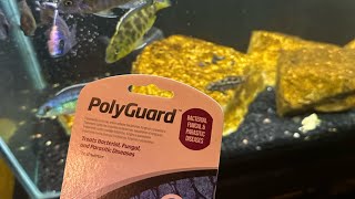 USING SEACHEM POLYGUARD TO TREAT AFRICAN CICHLIDS  50 GALLON UPDATE [upl. by Sivolc]