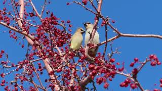 Waxwing quotfeeding frenzyquot See beautiful Bohemian and Cedar waxwings feasting Slideshow and video [upl. by Sliwa]