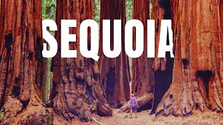 The ULTIMATE Sequoia National Park Travel Guide [upl. by Sherourd]