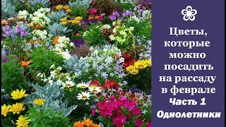 ❀ Цветочные культуры которые можно посадить на рассаду в феврале Часть 1  Однолетники [upl. by Nodnorb]