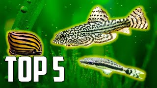 Top 5 Algae Eaters to Clean Your Aquarium [upl. by Gnurt]