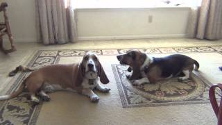 Basset Hounds Howling Lazy Style [upl. by Weigle781]