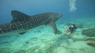 Whale Shark in Cebu [upl. by Flavio750]