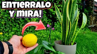 LIMÓN en tus PLANTAS Pon su CÁSCARA y MIRA que Sucede al INSTANTE  Abono Casero para Huerto Urbano [upl. by Naiditch640]