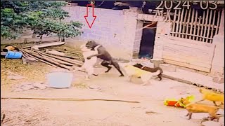 Bull terrier vs Cane Corso fight over dominance [upl. by Ahserak887]